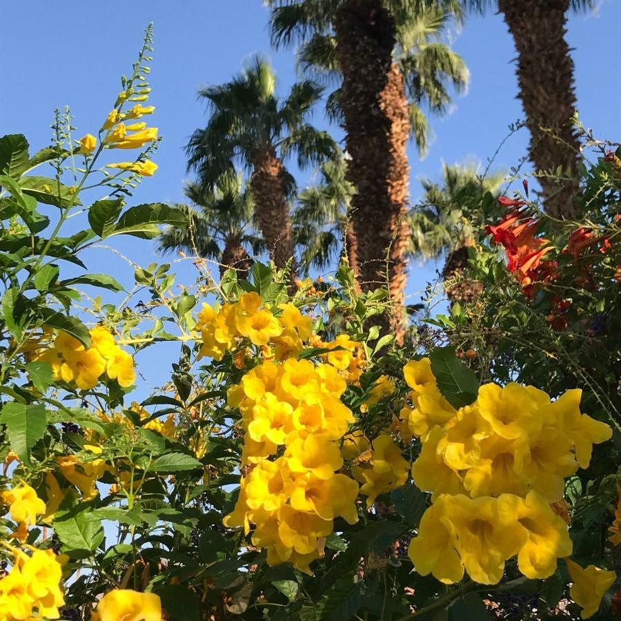 Apartment Zen Pool - Pool - Jaccuzzi - Ironwood - Palm Desert