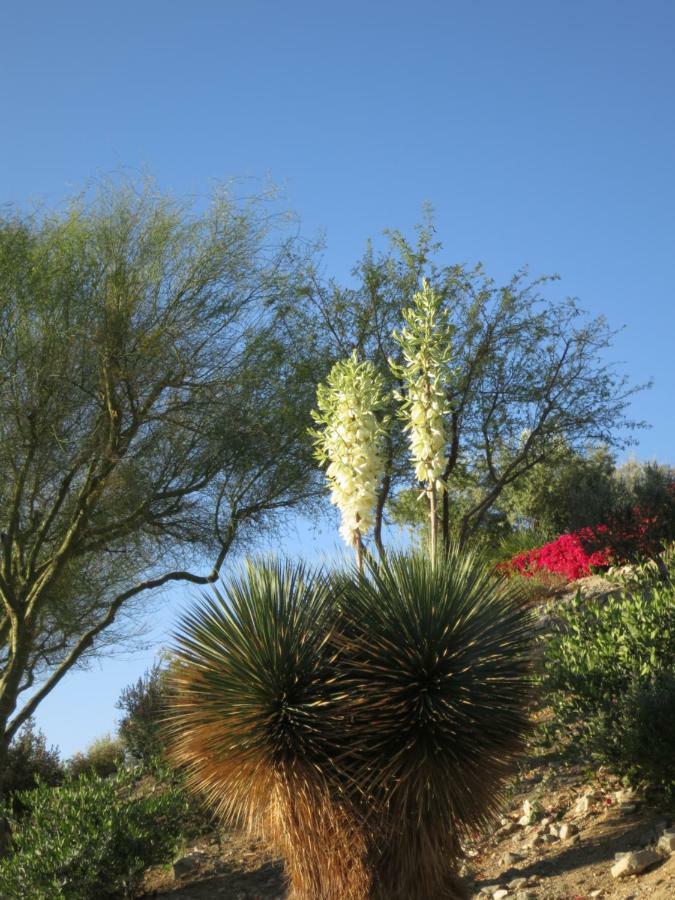 Zen Pool - Pool - Jaccuzzi - Ironwood - Palm Desert